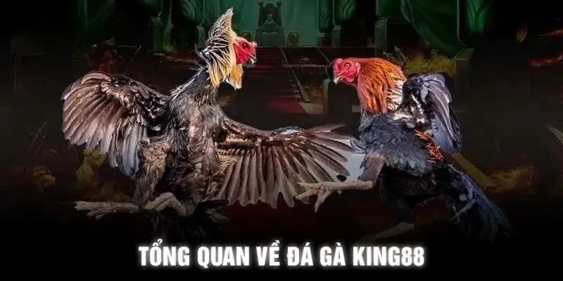 Trận đá gà truyền thống thi đấu tự nhiên tại King88